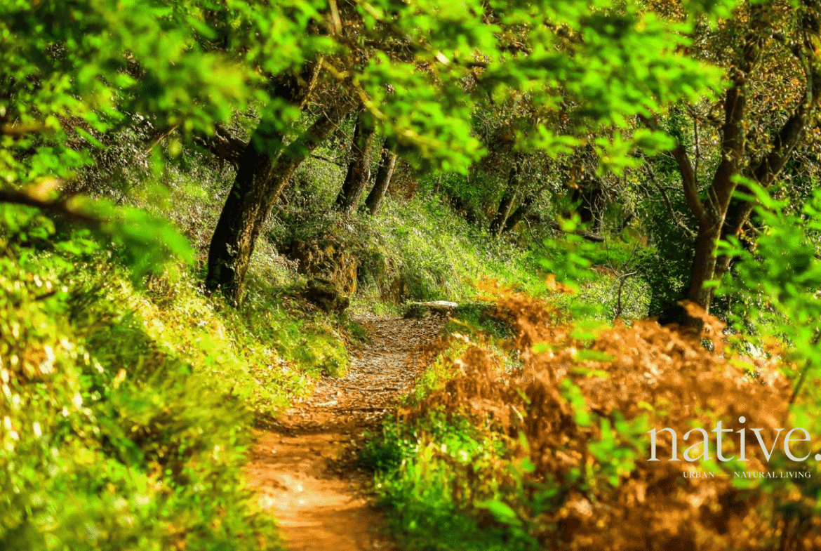 Native Lisbon – Luxury Living Near Nature